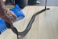 Укушенный ядовитой змей мужчина позвонил бабушке перед смертью