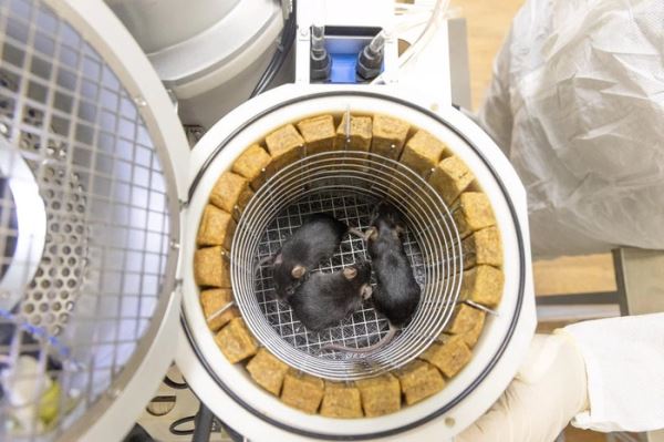 Детальный обзор новой необычной «космической лаборатории» России — «Бион-М» № 2. Её конструкция, орбита, цели, видео запуска.