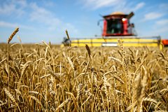 Россия теряет покупателей своего зерна. Экспорт пшеницы резко сокращается