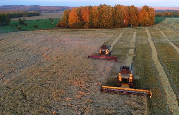 Россия теряет покупателей своего зерна. Экспорт пшеницы резко сокращается