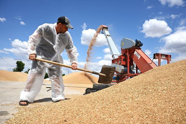 Россия теряет покупателей своего зерна. Экспорт пшеницы резко сокращается